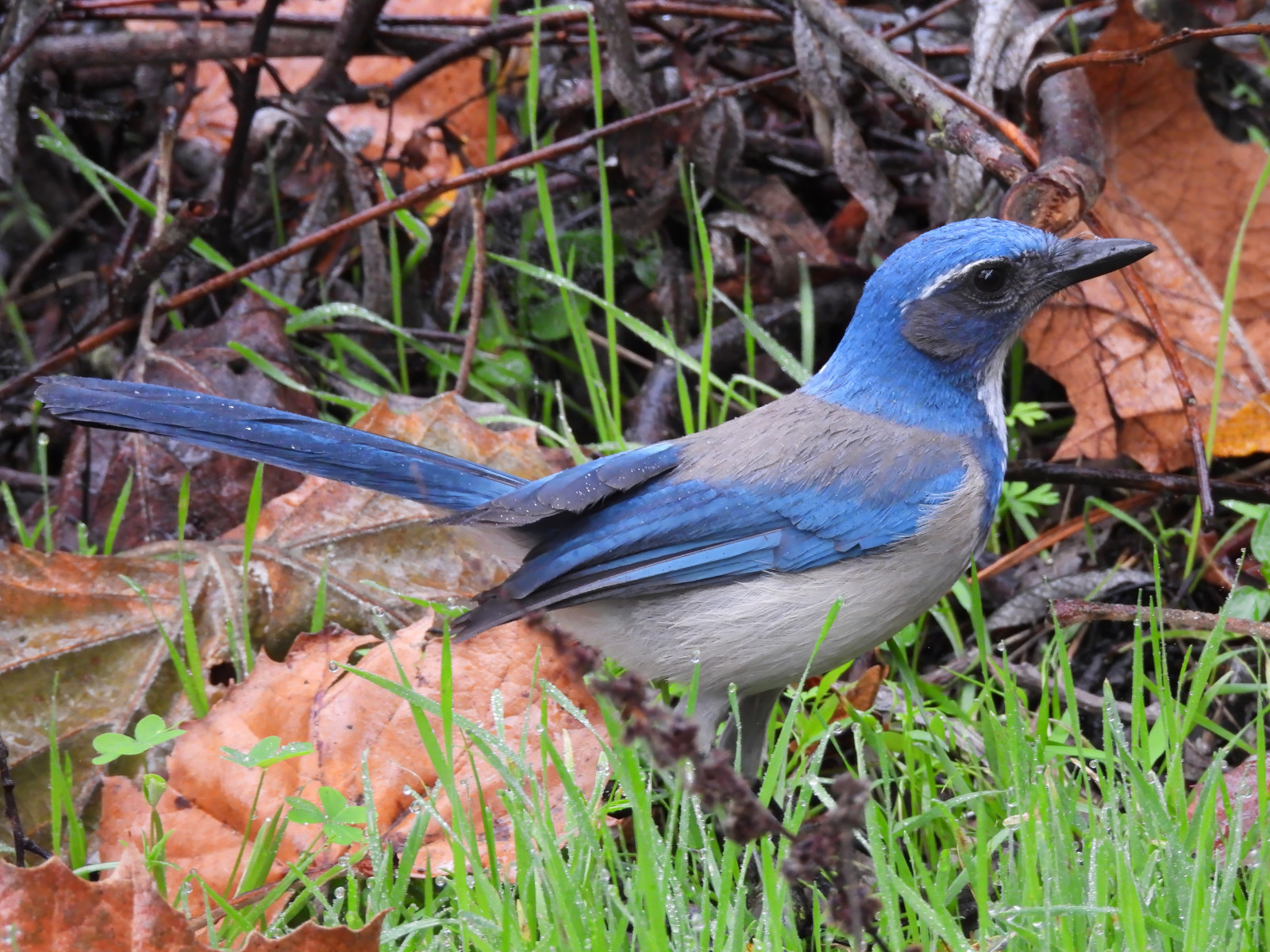 image California Scrub-Jay